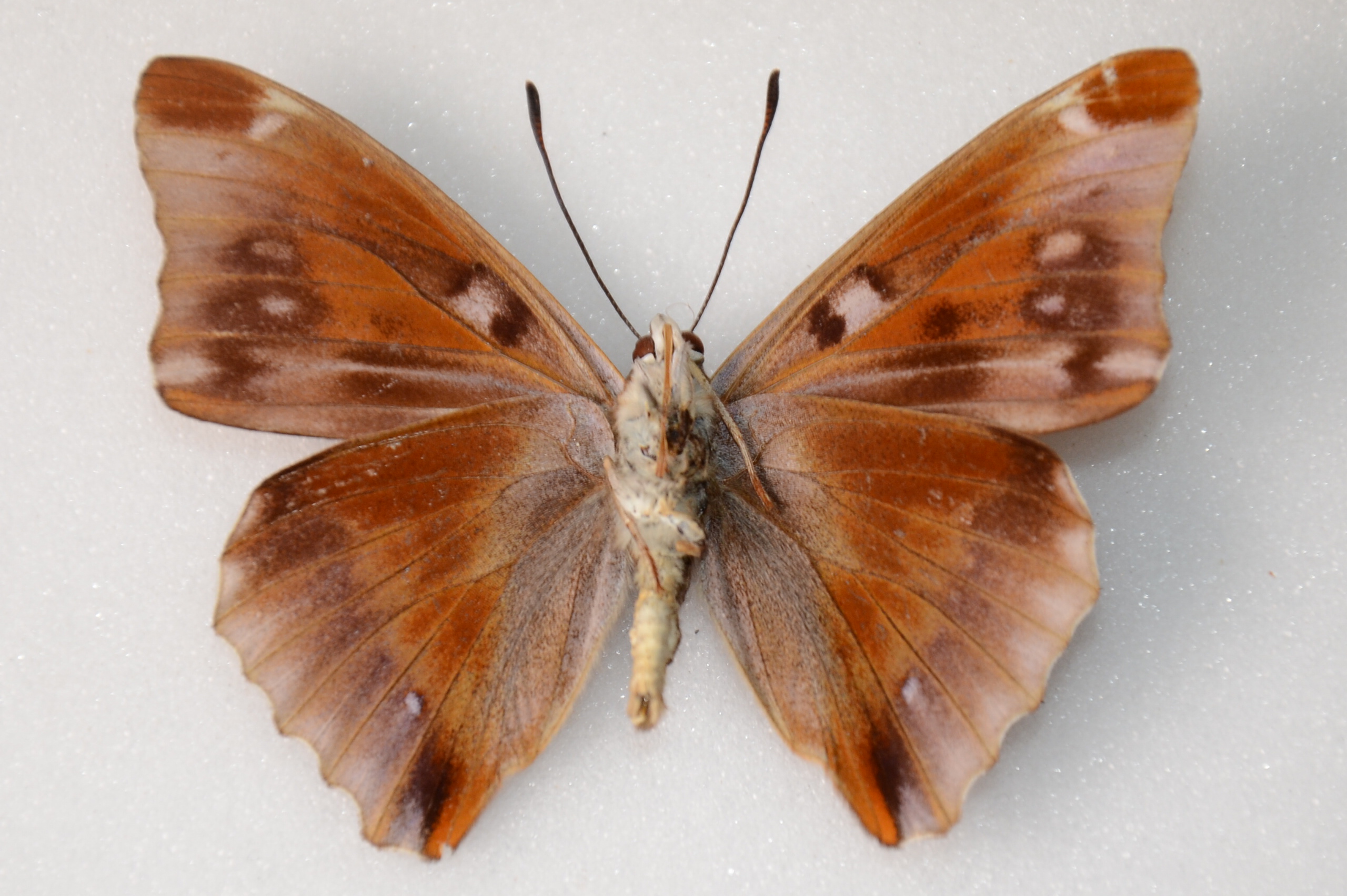 Apatura iris iole male (aberration, verso) 09 [Internet image property of respective owner, non commercial use only]